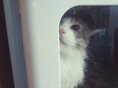 -70cat德文卷毛猫·缅因猫纯种猫舍