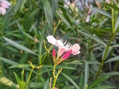-正佳雨林生态植物园