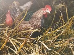 -俭寨大盘鸡·缸子肉·小公鸡·新疆菜(云通店)