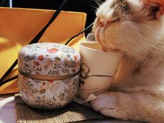 -平行世界·猫咖(首经贸店)