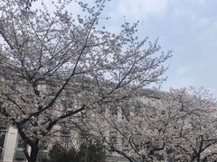 -武汉大学-樱园