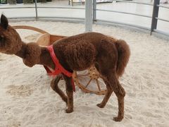 -洛阳龙门海洋馆