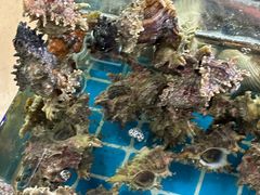 -海之鲜大排档(东山海鲜金銮湾店)