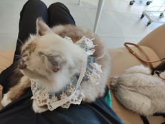 -怪兽屋·羊驼·猫咖·狗咖(俊华广场店)