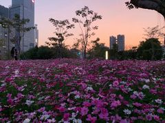 -香蜜公园