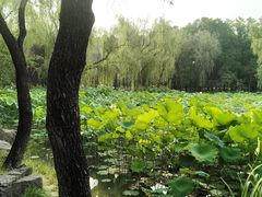 -洛阳市隋唐城遗址植物园