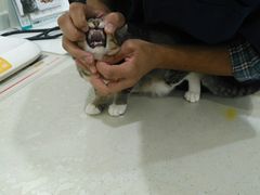 -佩兹宠物医院肿瘤专科·眼科·牙科(黄浦店)