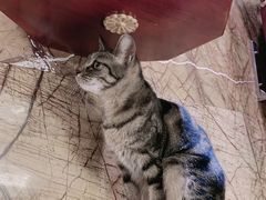 -more than meow吴止猫主题餐厅(承德 中船汇店)