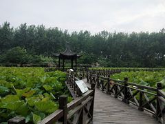 -合肥滨湖国家森林公园