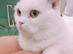 -飞行喵MR PILOT|猫舍·猫咖(静安大融城店)