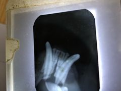 -北京赛佳动物医院