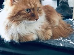 -平行世界·猫咖(首经贸店)