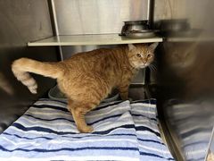 -艾贝尔宠物诊疗