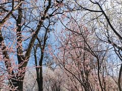 -桃花堤公园