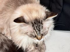 -共舞时光猫咖·狗咖(新街口店)