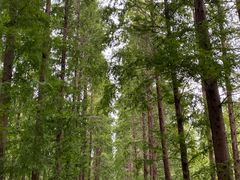 -黄海国家森林公园