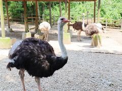 -贵州森林野生动物园
