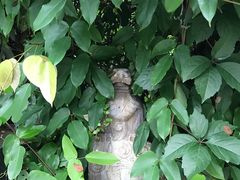 -植觉