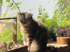 -海边的猫和咖啡馆