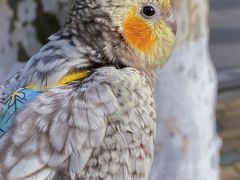 -武汉大学-樱园