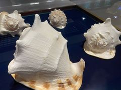 -青岛贝壳博物馆