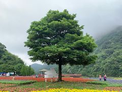 -广州市石门国家森林公园