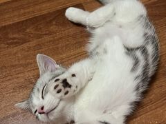 -北京恒爱动物医院(清景园分院)