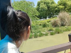 -中国扬子鳄村