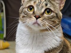 -爱妮康宠物医院·干细胞免疫细胞·肿瘤·心脏(张江店)