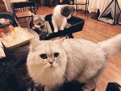 -猫友咖啡店(玉林西路店)