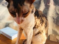 -猫小院猫主题咖啡厅(北锣店)