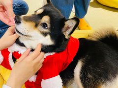 -逗柴咖啡屋·狗咖猫咖宠物桌游