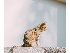 -溪岸路花鸟市场