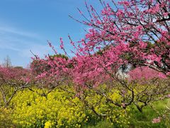 -南汇桃花村