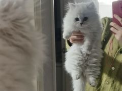 -欣宠猫屋·矮脚拿破仑·蓝金金渐层