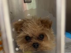 -达爱动物医院·犬猫分区·CT·复杂眼科(远洋山水分院)