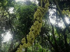 -天鹿湖森林公园