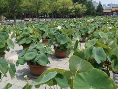 -莲花池公园
