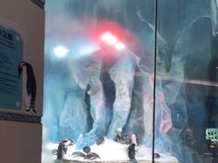 -帝企鹅自助餐厅•儿童岛•真企鹅(长隆企鹅酒店)