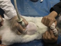 -纳吉亚猫专科动物医院·北北分院