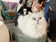 -喵屿·大理花园猫咖