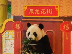 -广州长隆野生动物世界
