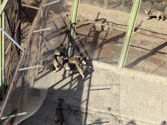 -青藏高原野生动物园