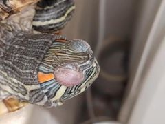 -瑞派·关忠动物医院·异宠专科·犬猫肿瘤·皮肤专科(望京店)