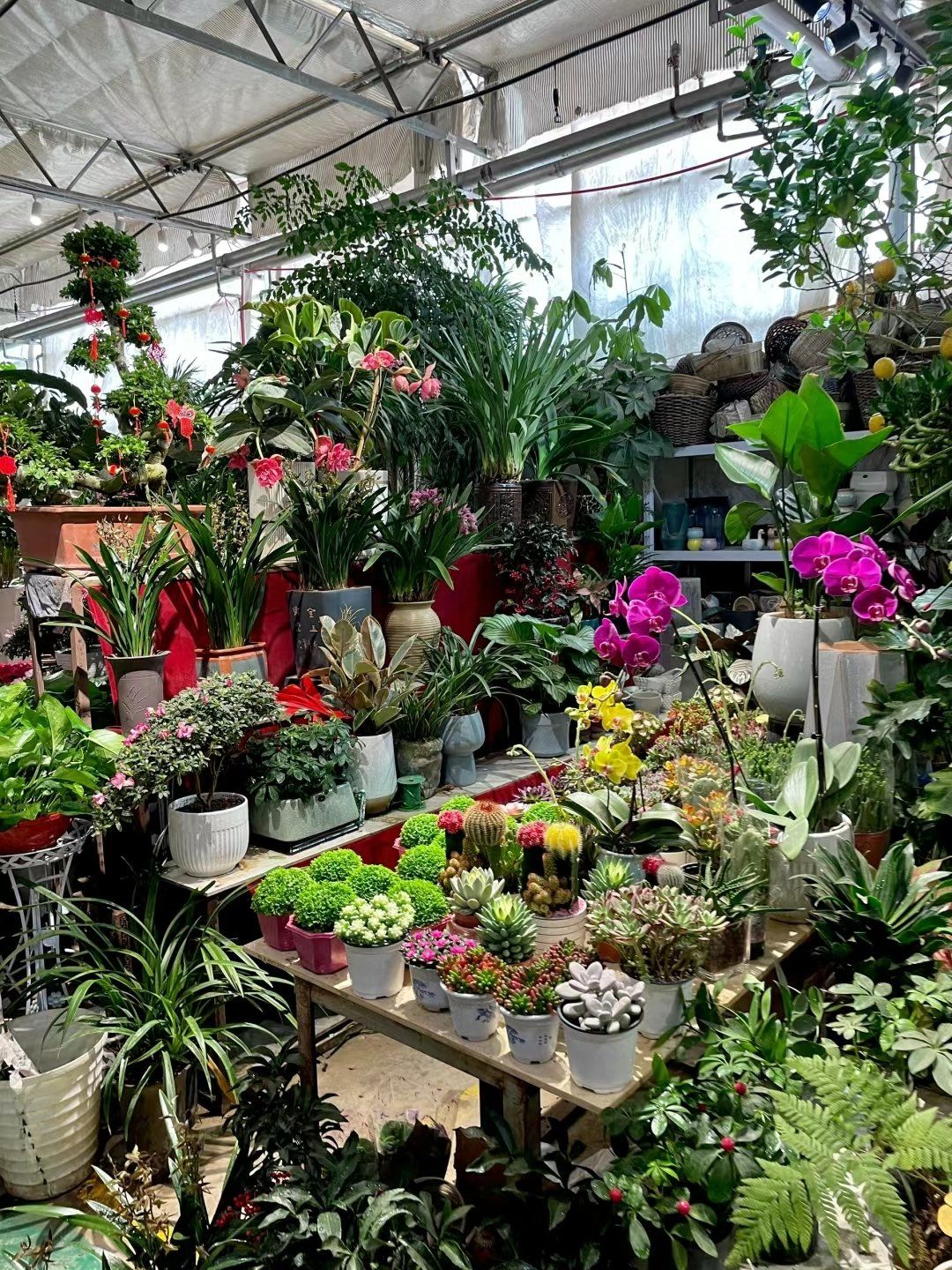 西安 花卉市场94来了就不想走