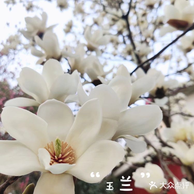 春天一定要去橘子洲逛逛!