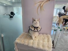 -爱洗澡的猫(望京店)