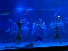 -烟台海昌鲸鲨海洋公园