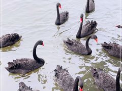 -五缘湾湿地公园