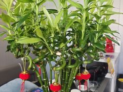 -田凤波推拿.按摩养生(幸福店)